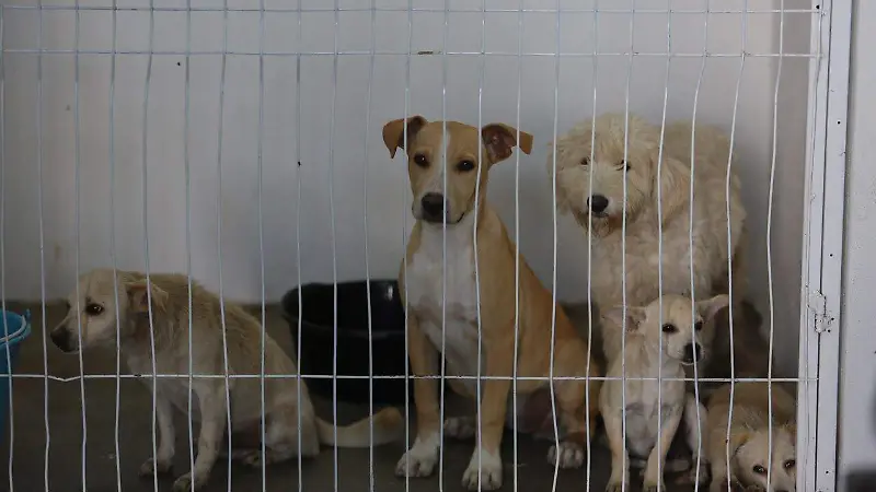 Perritos rescatados en el Centro de Atención Animal en la ciudad de Durango